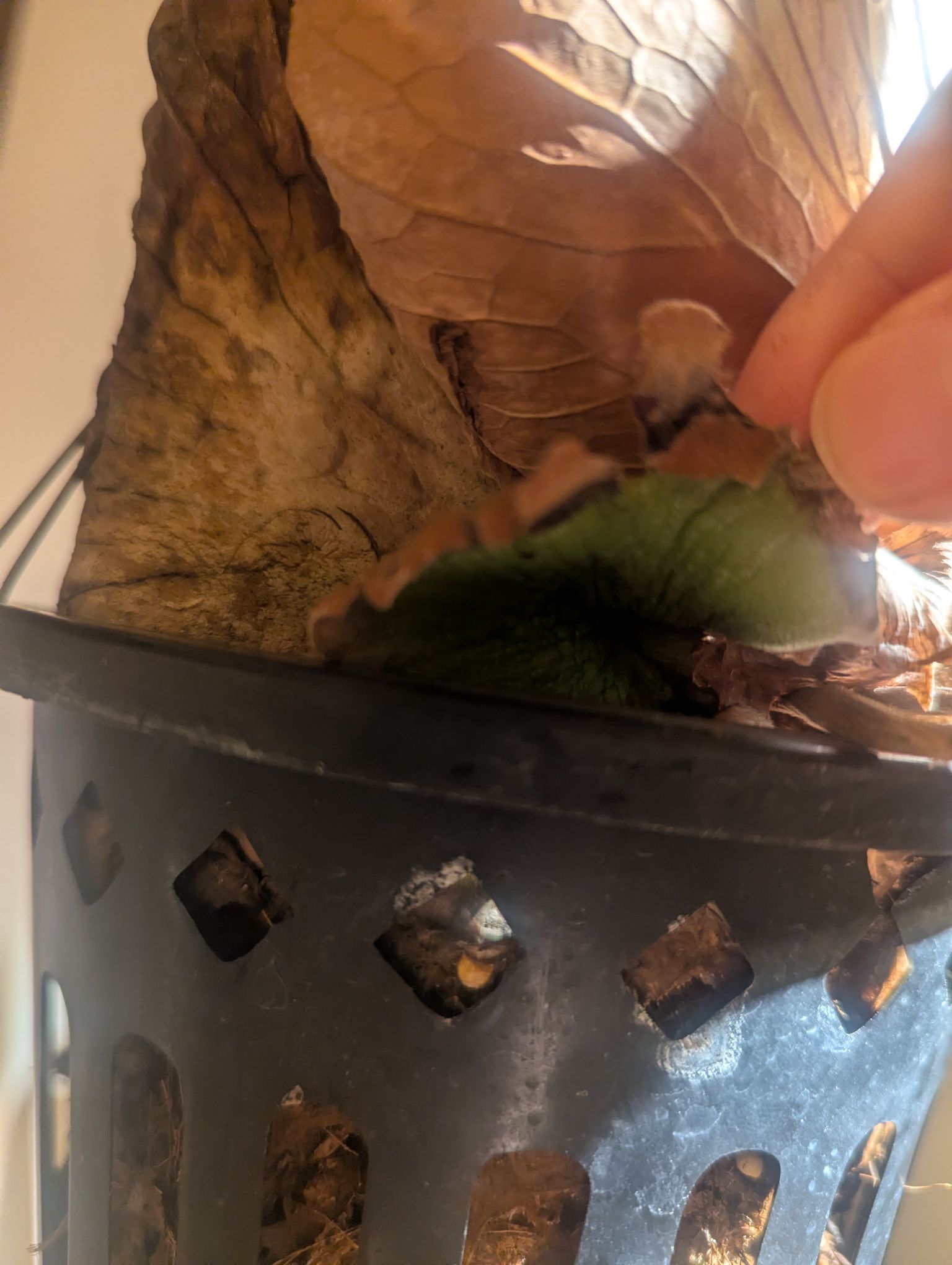 このビカクシダさすがにもう手遅れですかね？ちょっとだけ緑の部分あるんだけど⋯