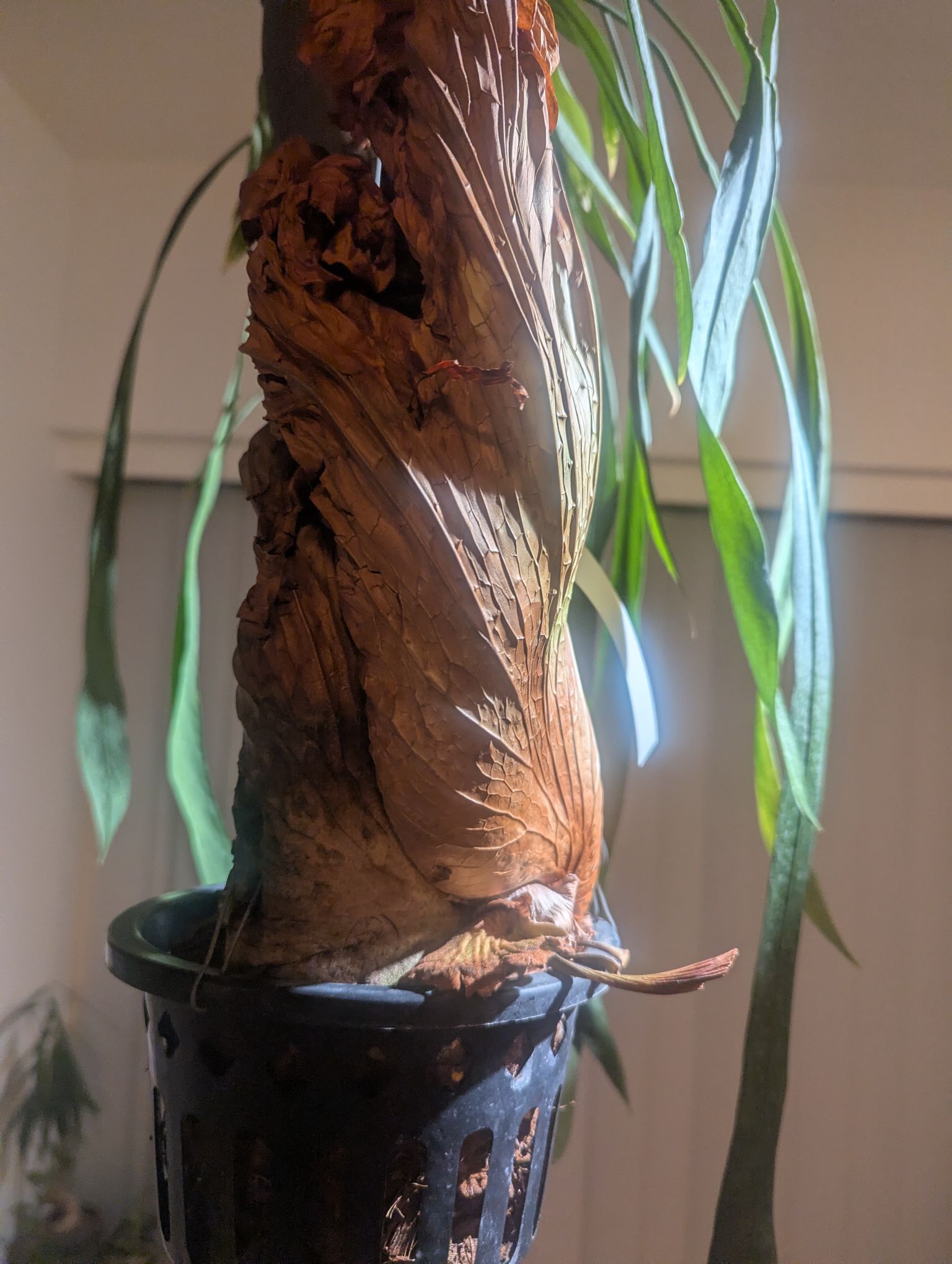 このビカクシダさすがにもう手遅れですかね？ちょっとだけ緑の部分あるんだけど⋯