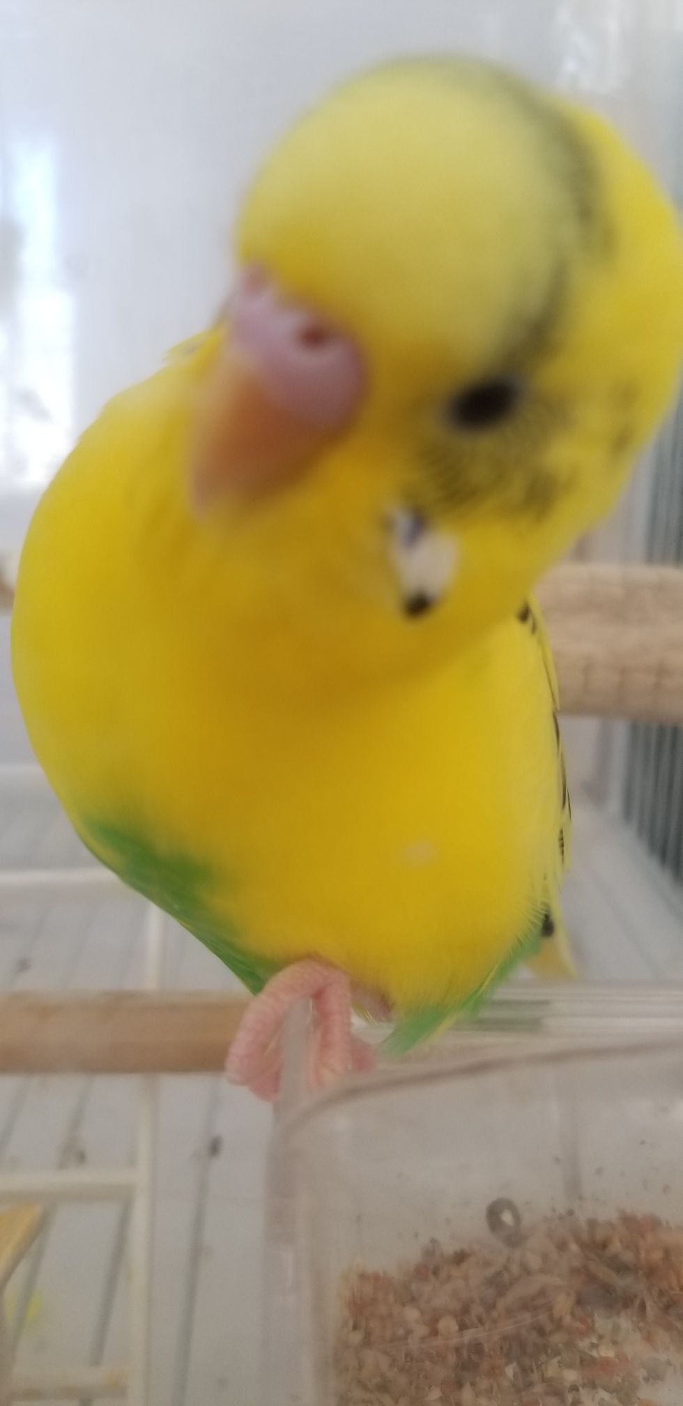 ベストシャッターお願いします