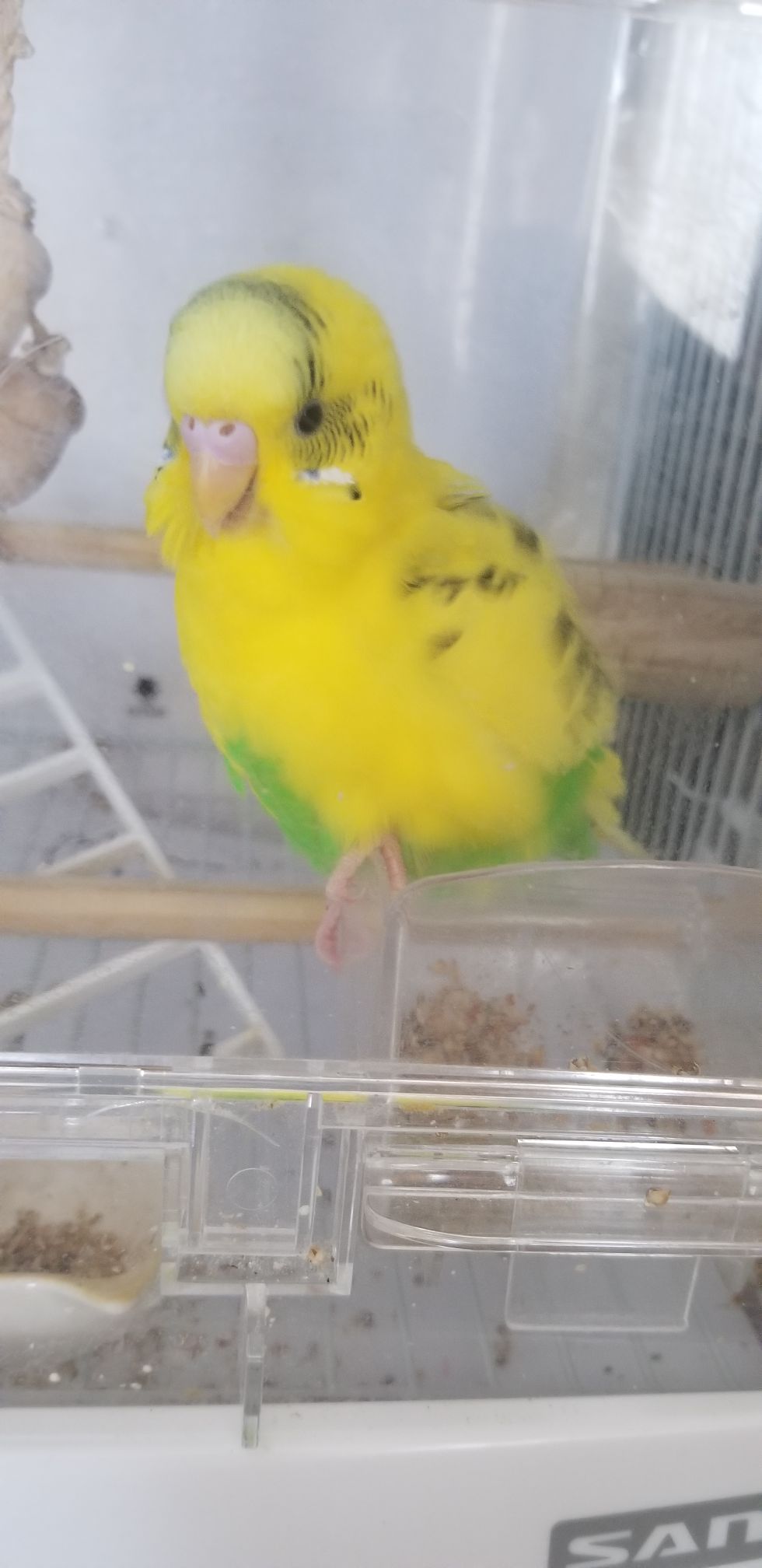 ベストシャッターお願いします