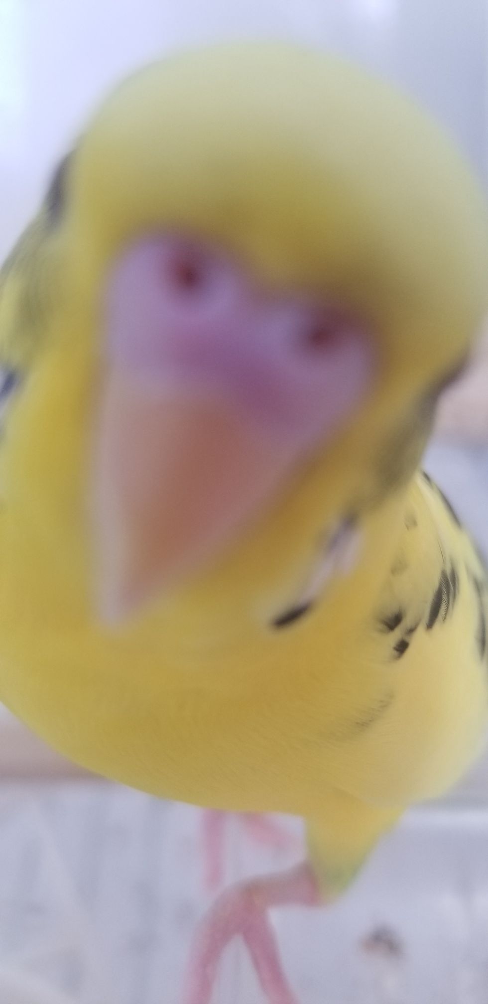 ベストシャッターお願いします