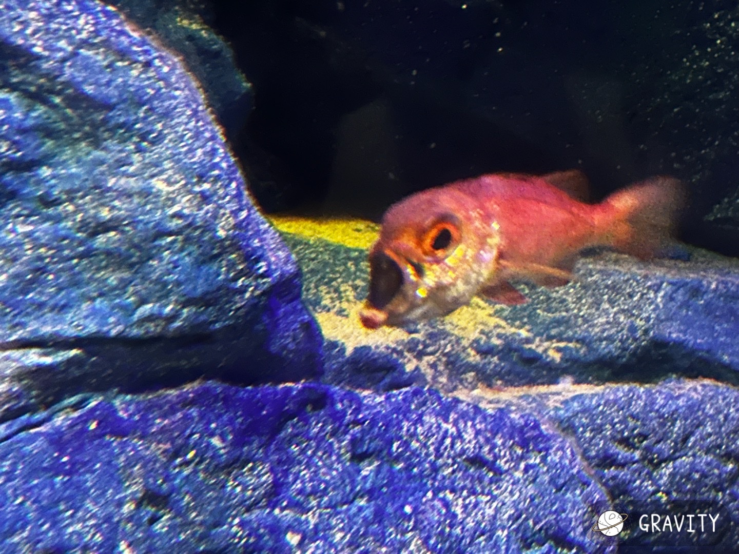 写真で一言(大喜利)