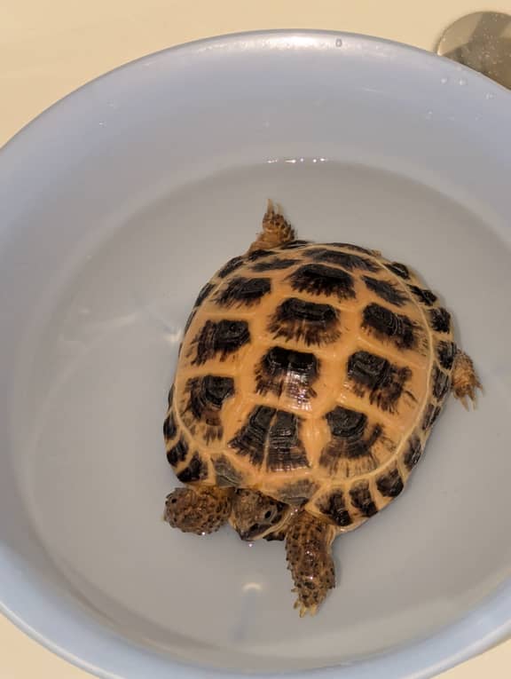 カメ吉 カメ吉 kamekichi (@kame_kiti_) • Instagram photos and videos