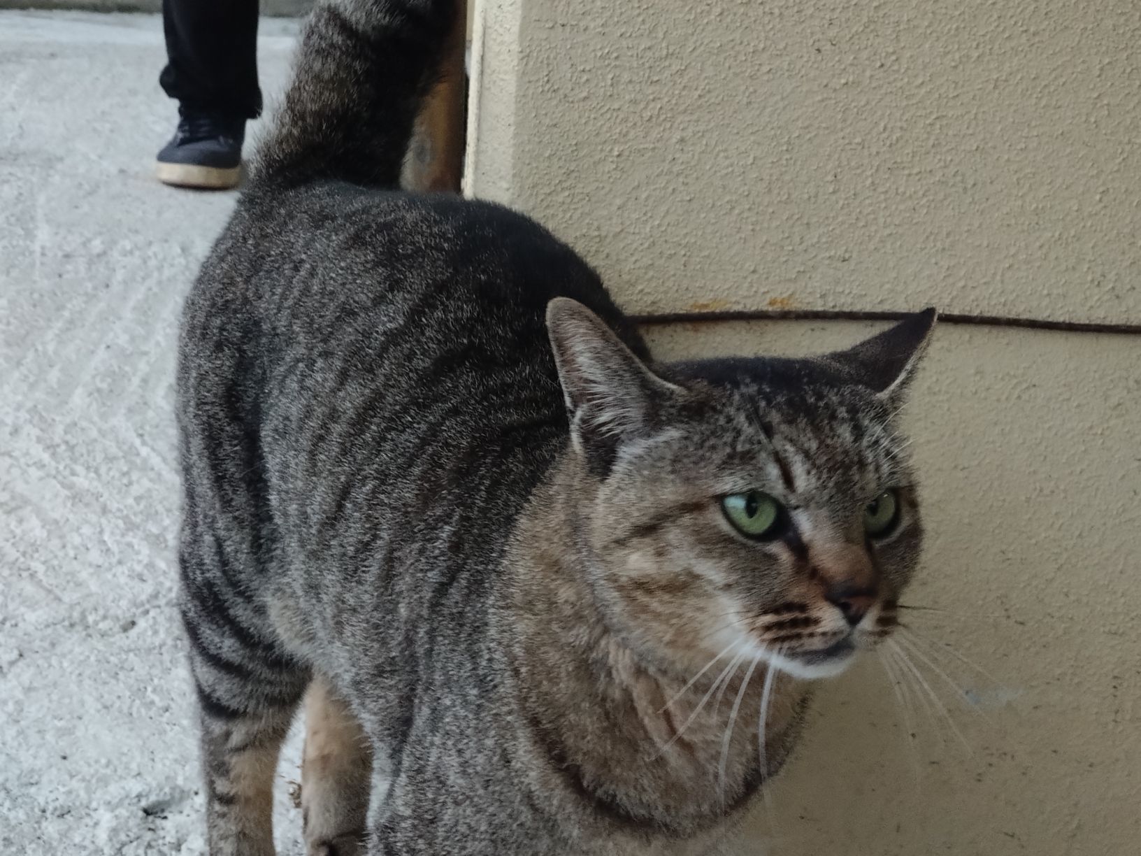 私が生まれたときからいる、野良猫名前みんないつもの猫って言ってるけど名前何がいいかなちなみにこの猫ココらへんのキングでボス