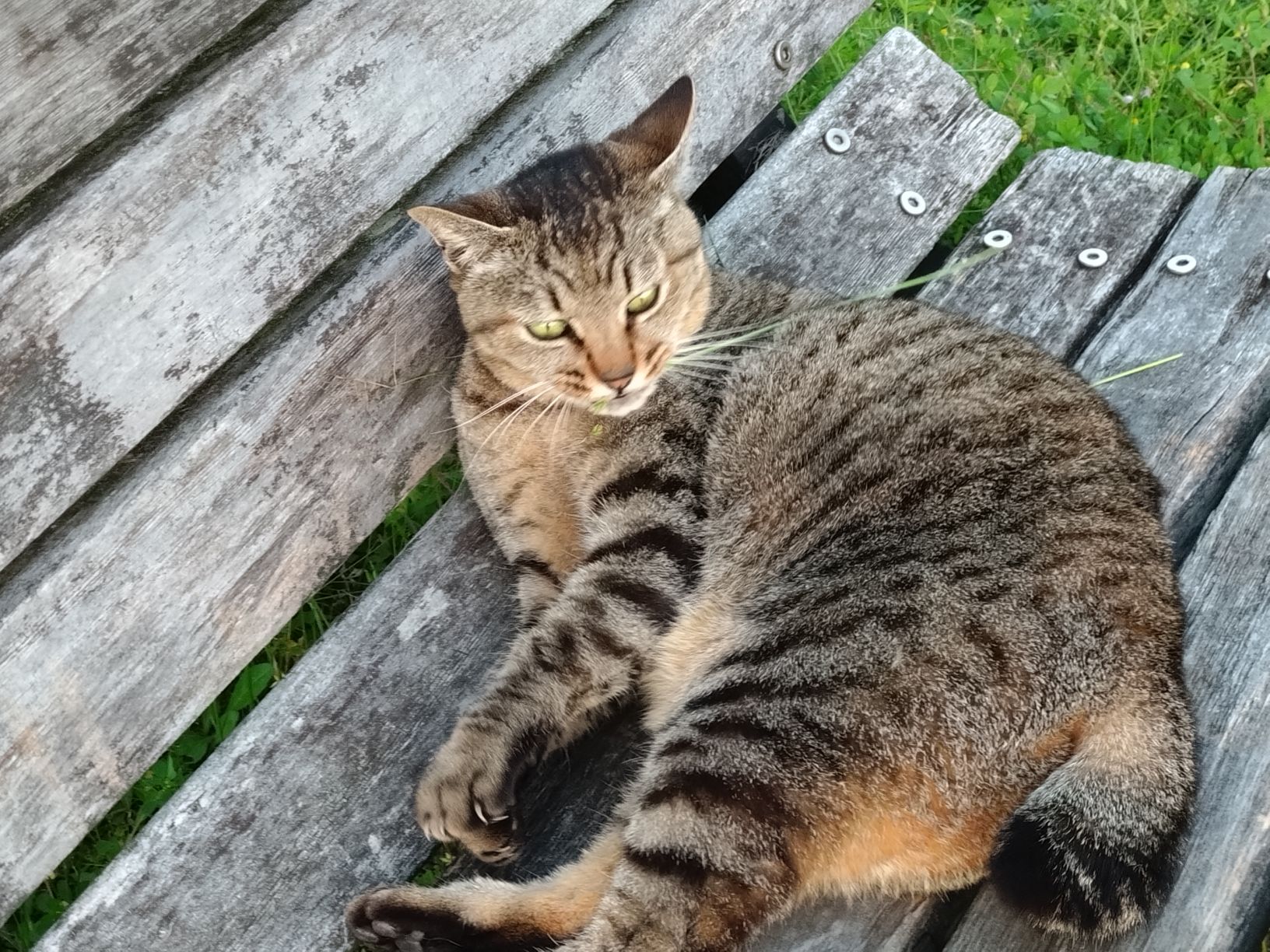 私が生まれたときからいる、野良猫名前みんないつもの猫って言ってるけど名前何がいいかなちなみにこの猫ココらへんのキングでボス