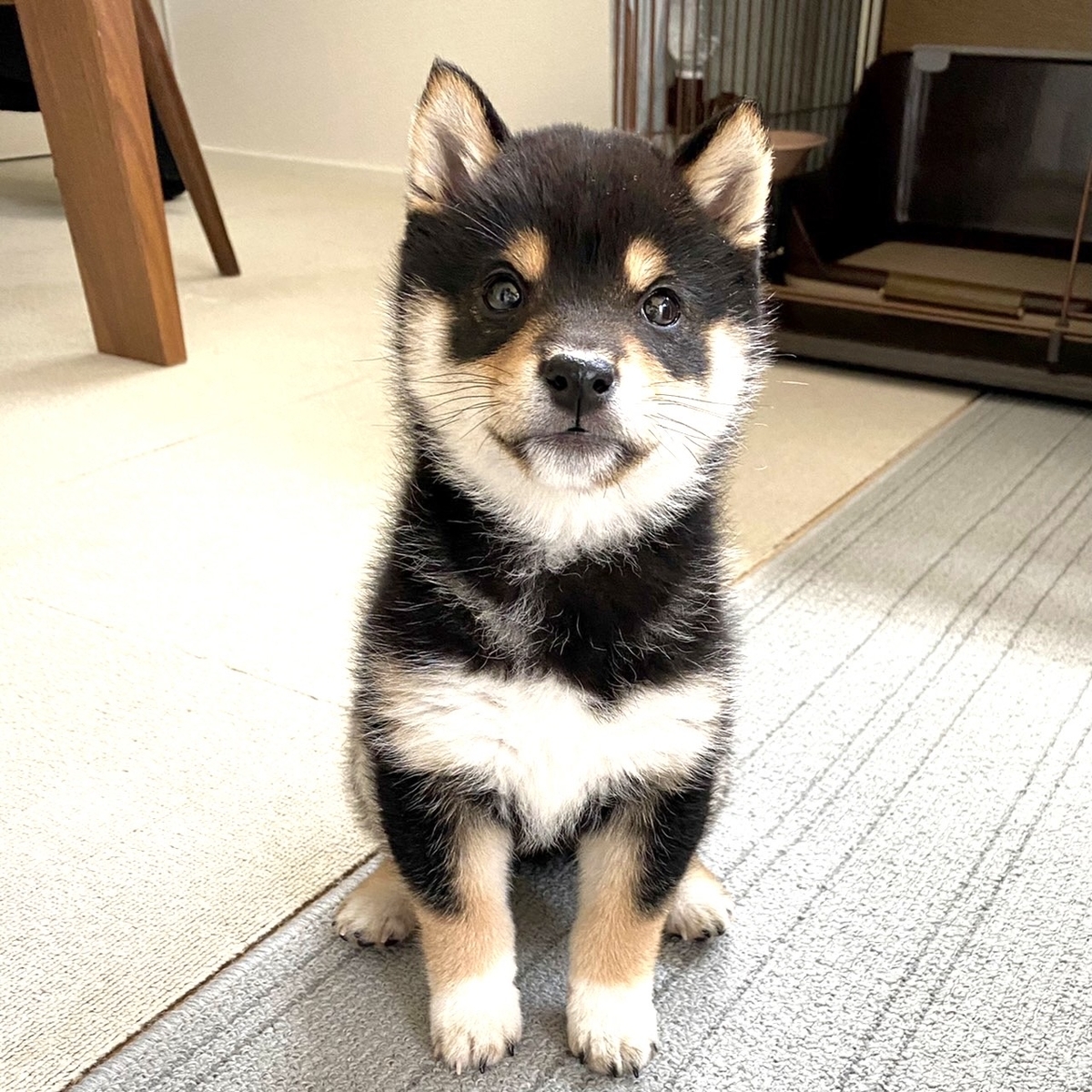 犬派それとも猫派