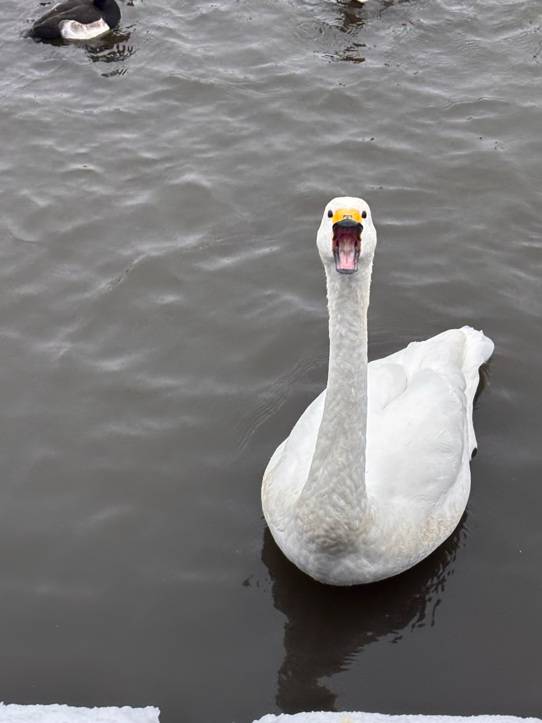 この白鳥さんは何を言っている？
