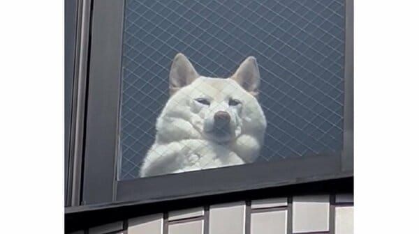 【画像で一言】彼は今、どんな感情？