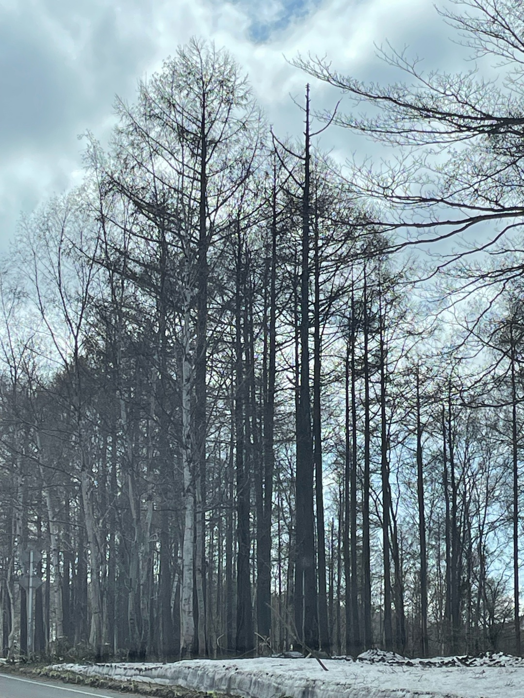 生まれ変わったらまた同じ人生をたどりますか？