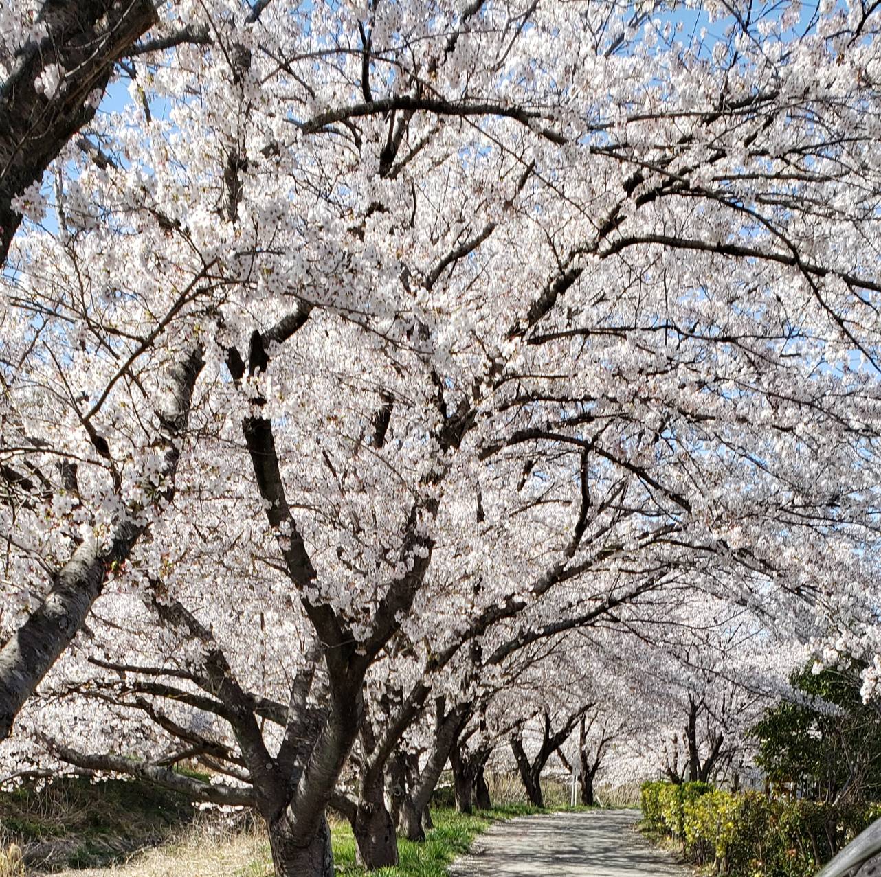 桜の穴場教えて