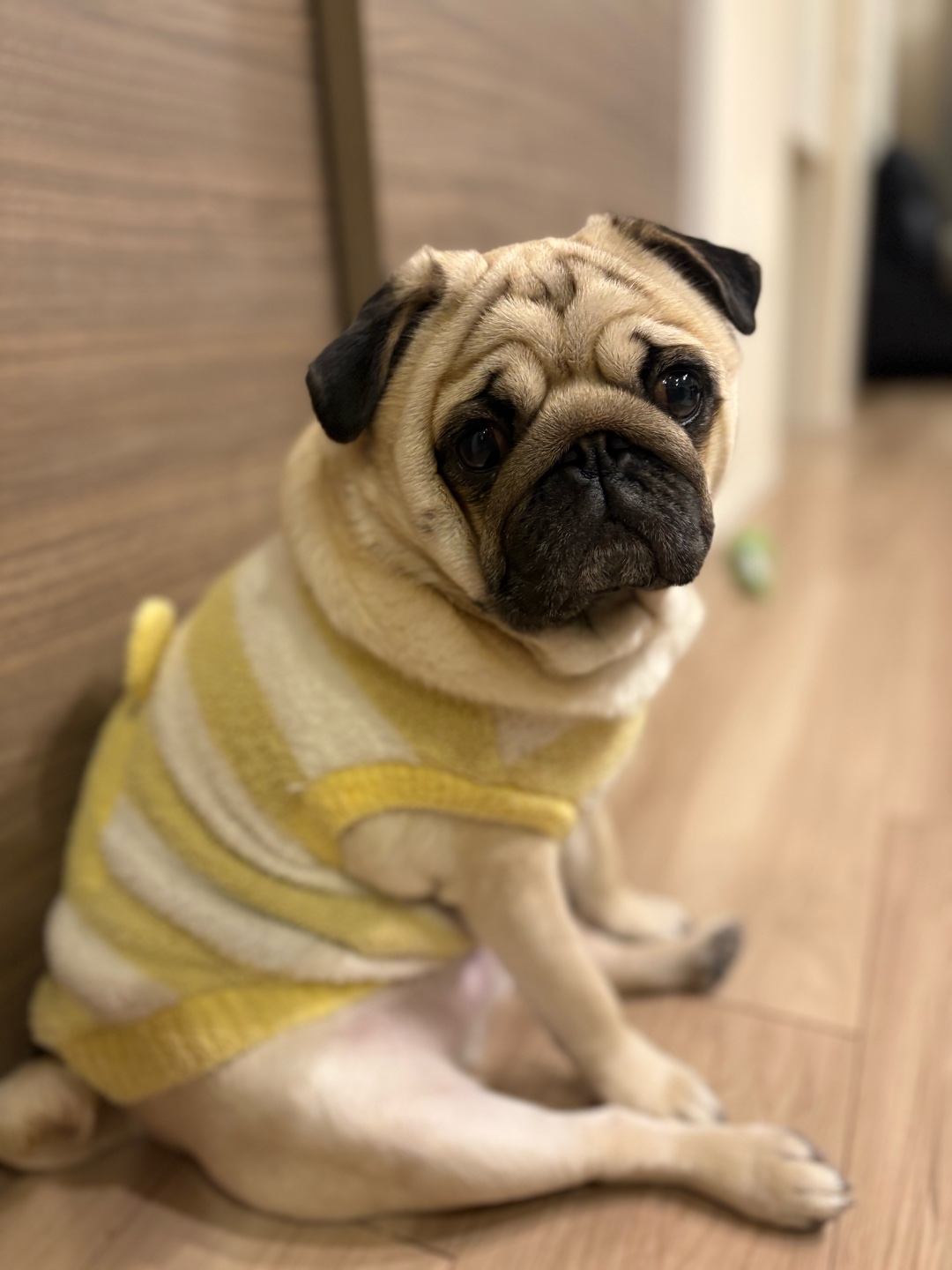 皆の愛犬のおもしろルーティンは？