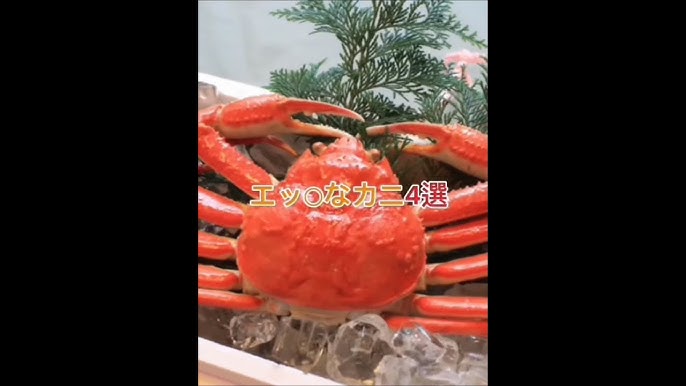 Hガニに関する雑学3選