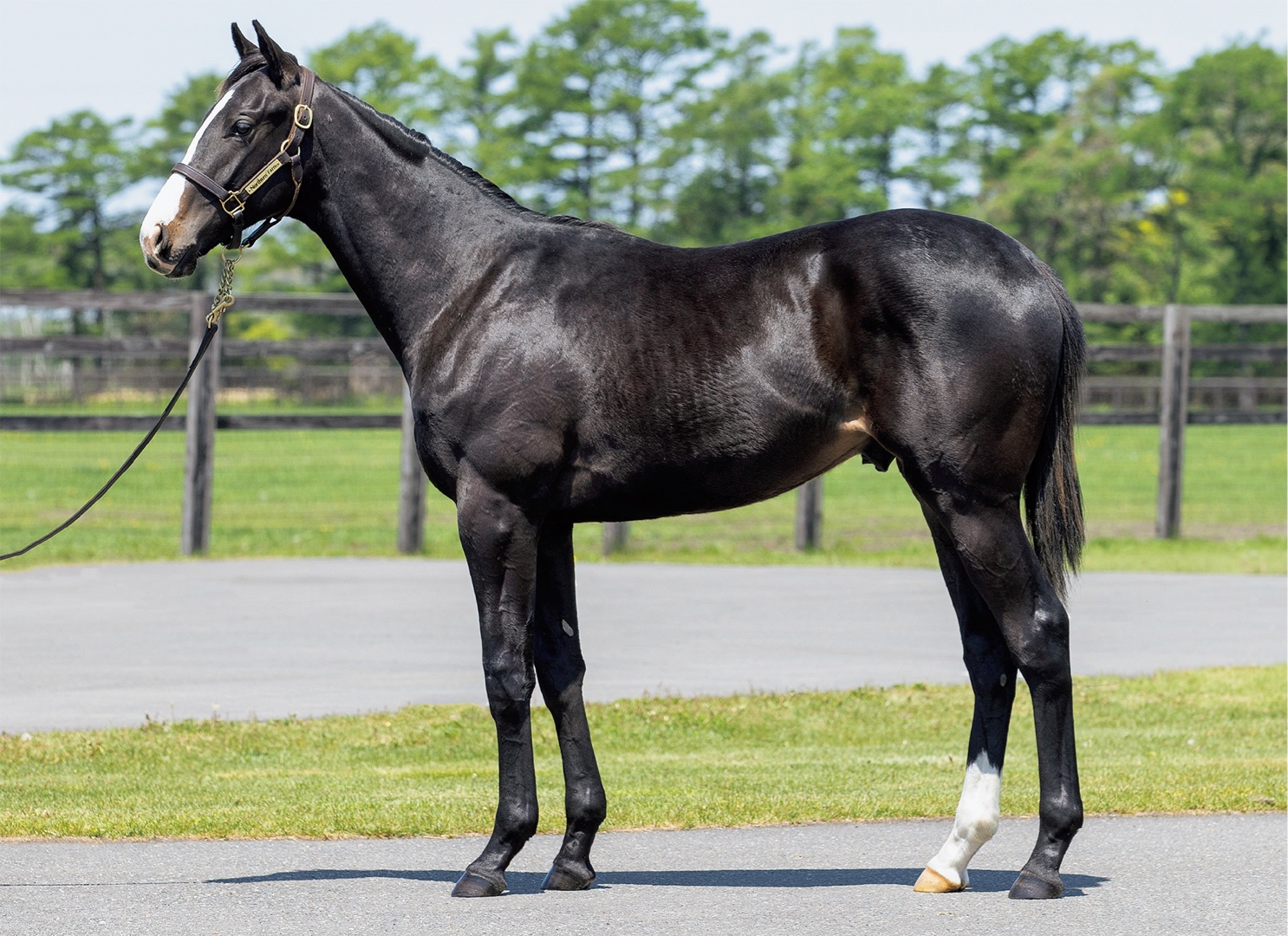 当歳、1歳馬の馬体の見方について知りたい事があればなんでも聞いてください！(答えられる範囲でお答えします)