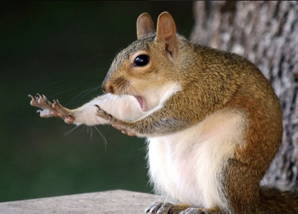 【写真で一言】なにを考えている