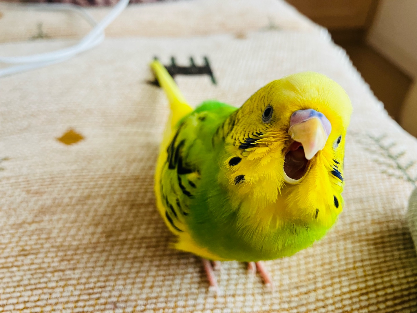 ニックネームありますか？