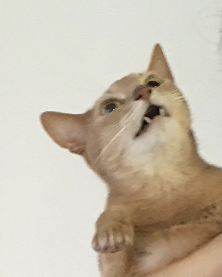 かわ変顔にゃんこ