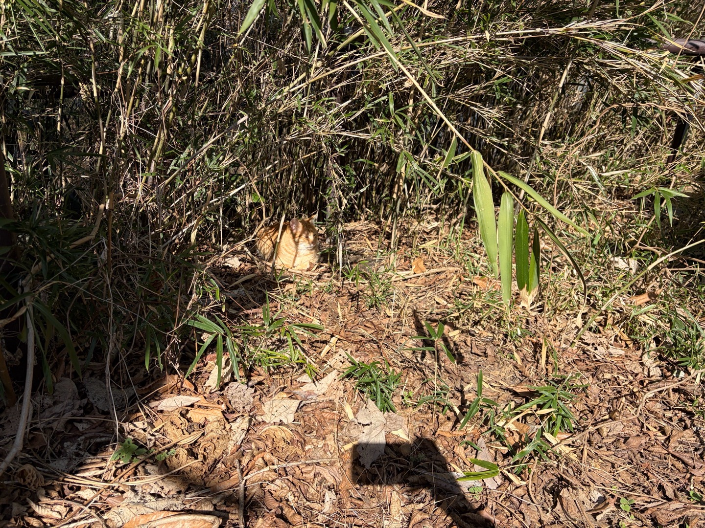 みんなのかわちぃ猫ちゃんの写真欲しいなぁฅ^•ω•^ฅ🥺ྀི