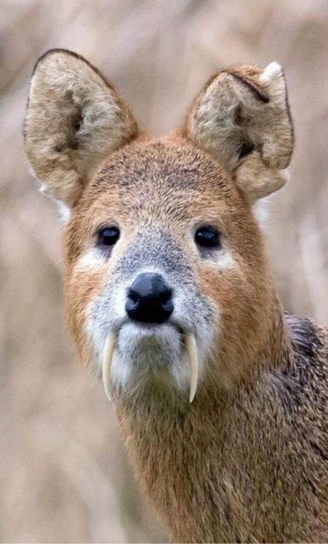 画像で一言お願いします