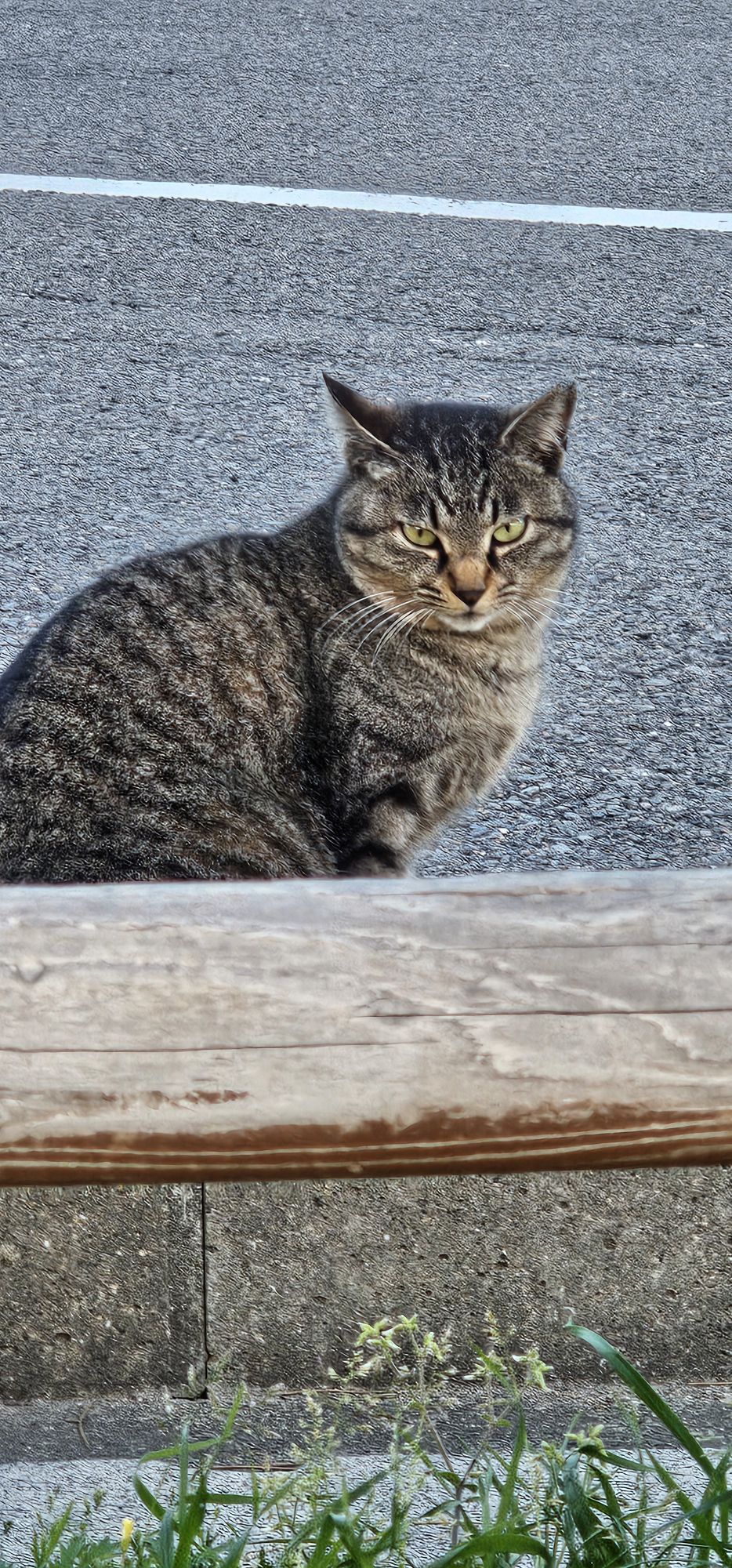 こちらを睨んできた、理由は？