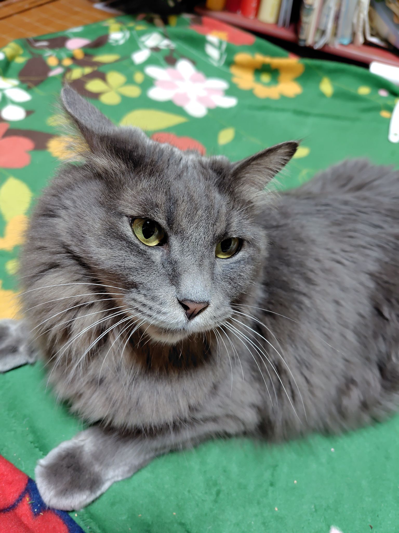 オススメ猫ご飯ありますか？