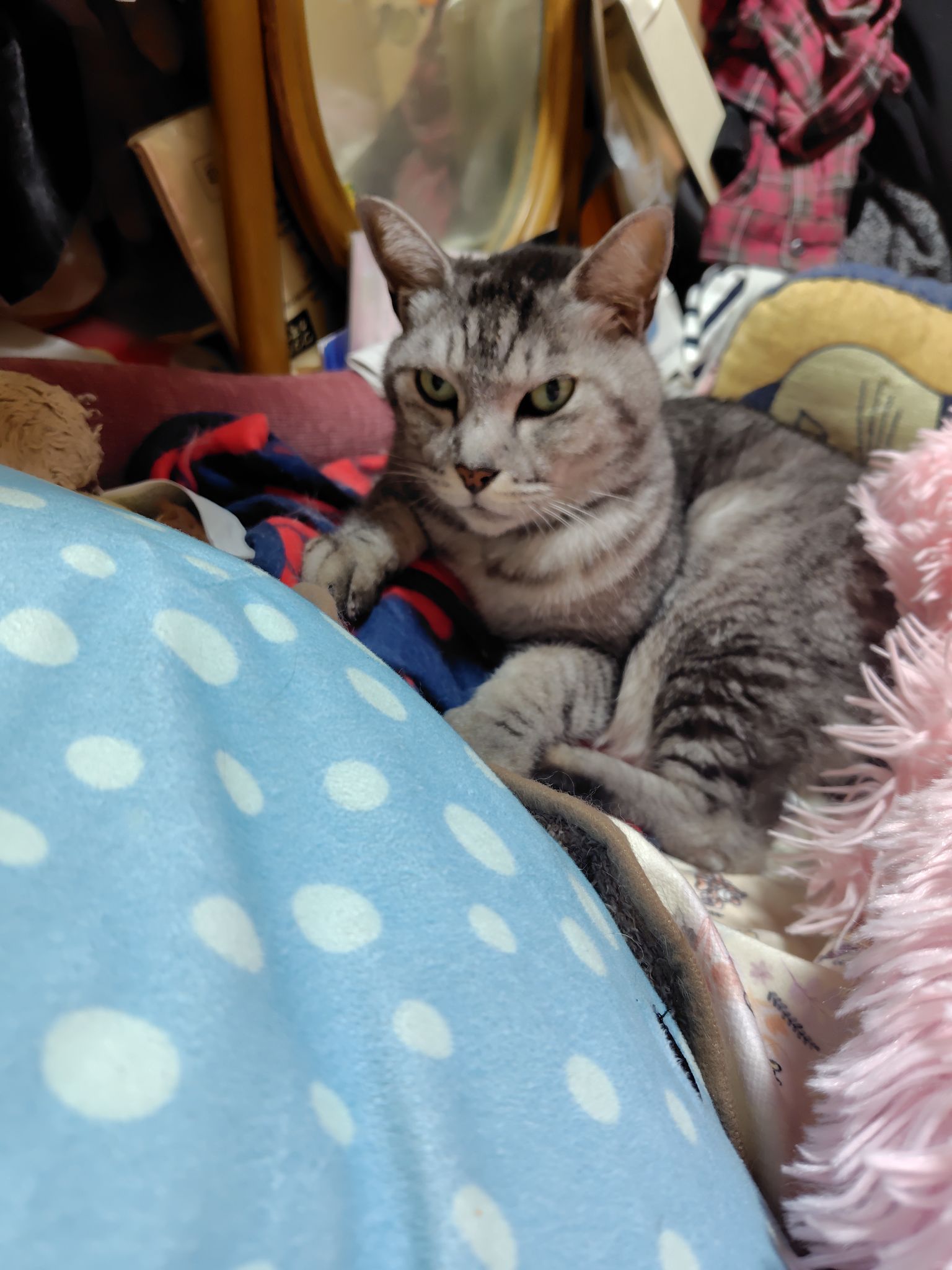 オススメ猫ご飯ありますか？