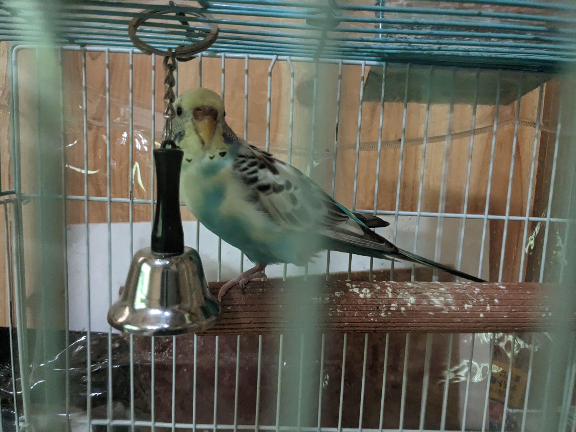 この止まり木の名前わかる方いませんか...！