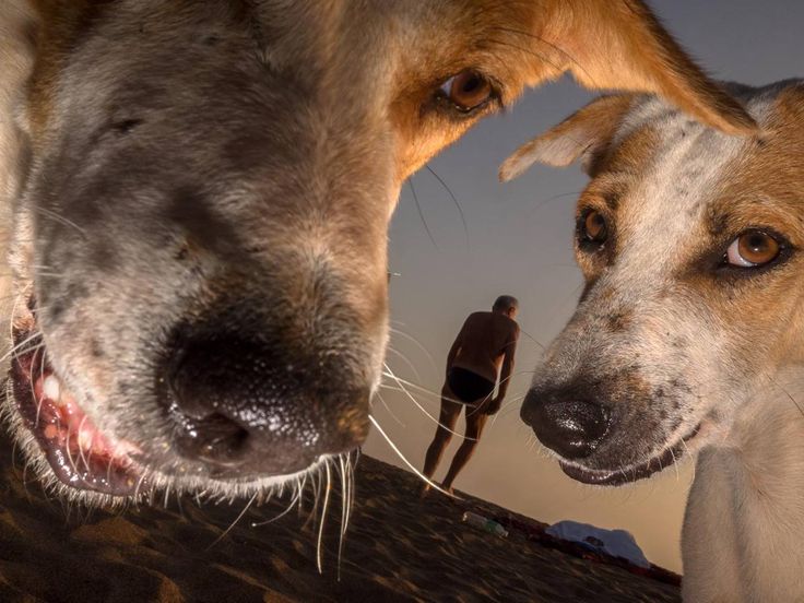 【画像で一言】犬と犬と人
