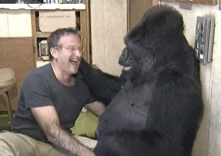 【画像で一言】男とゴリラ