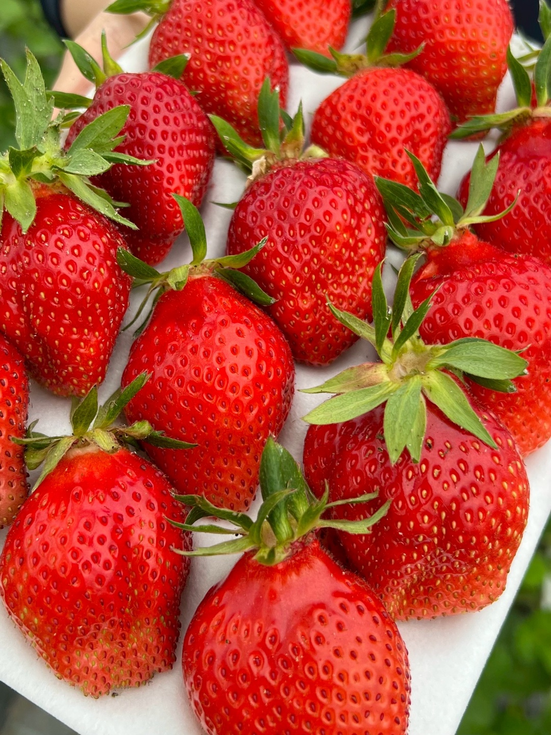 🍓苺の品種オススメは？