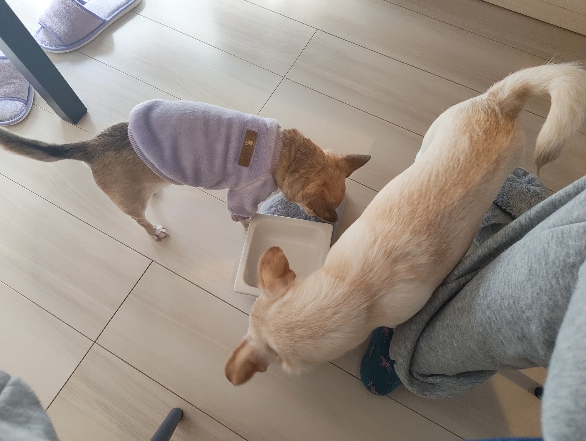 みなさんなんのフードにしてますか