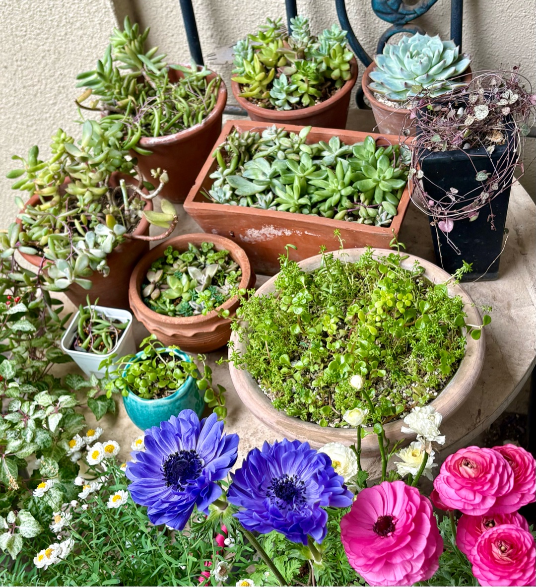 多肉が増えるのどうしてます？