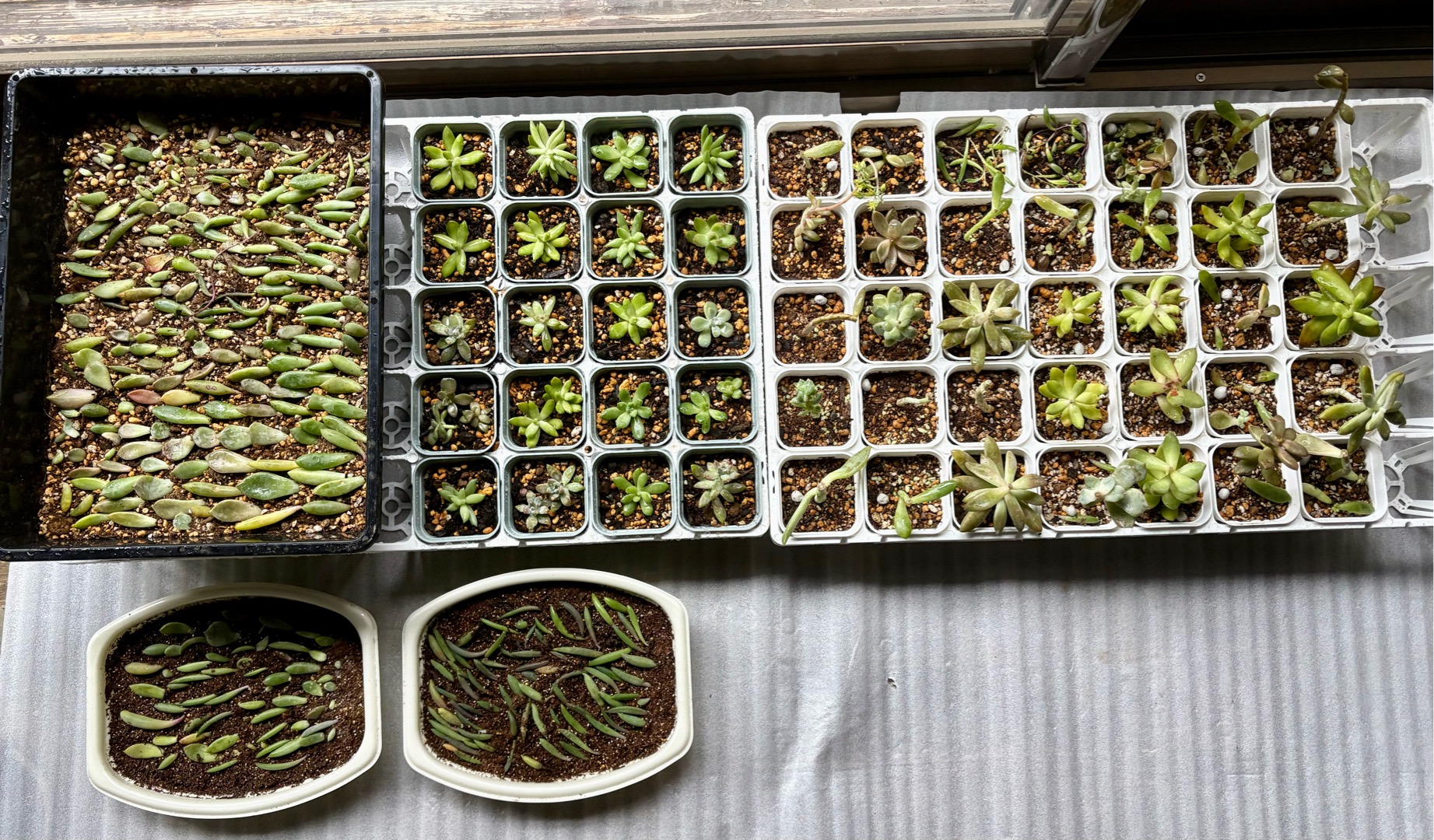 多肉が増えるのどうしてます？