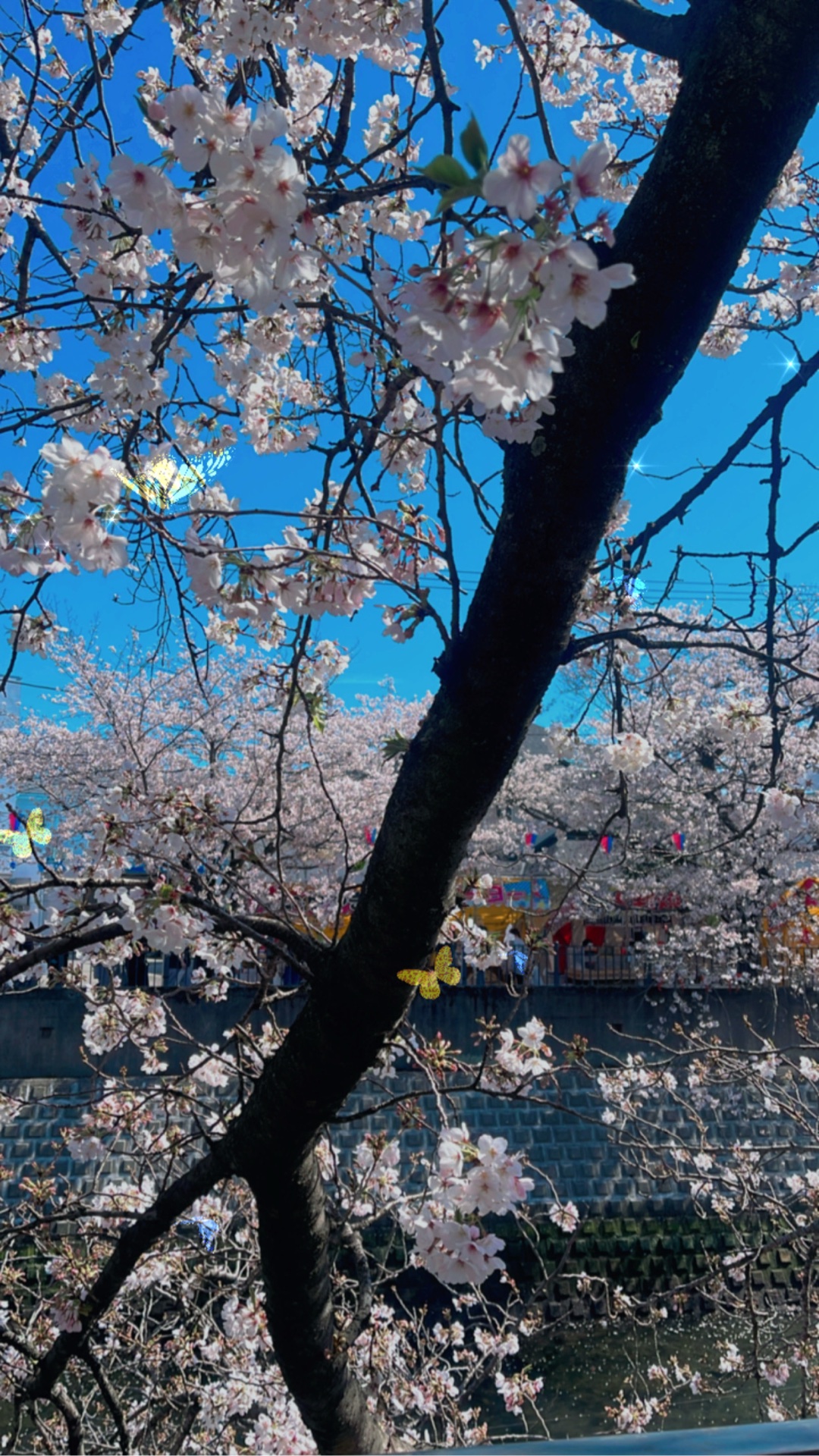 推しこんばんは