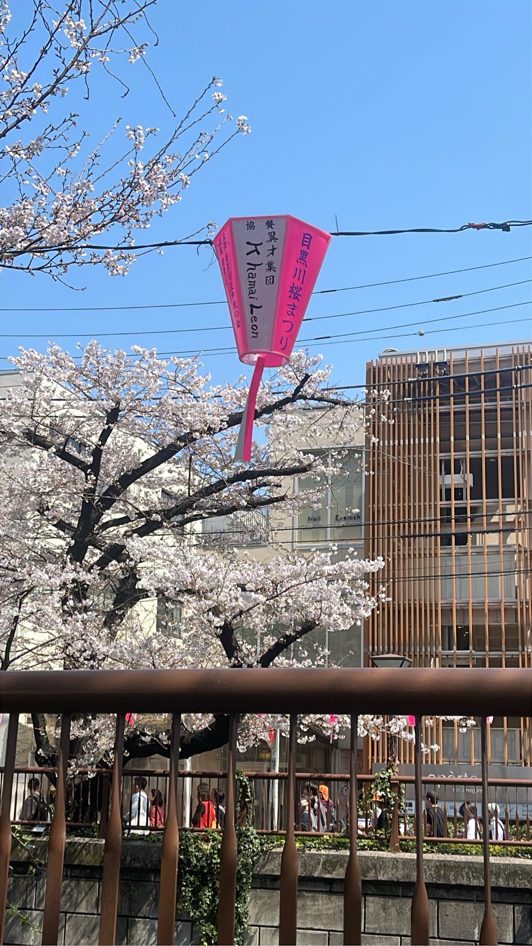 桜推しさっくん