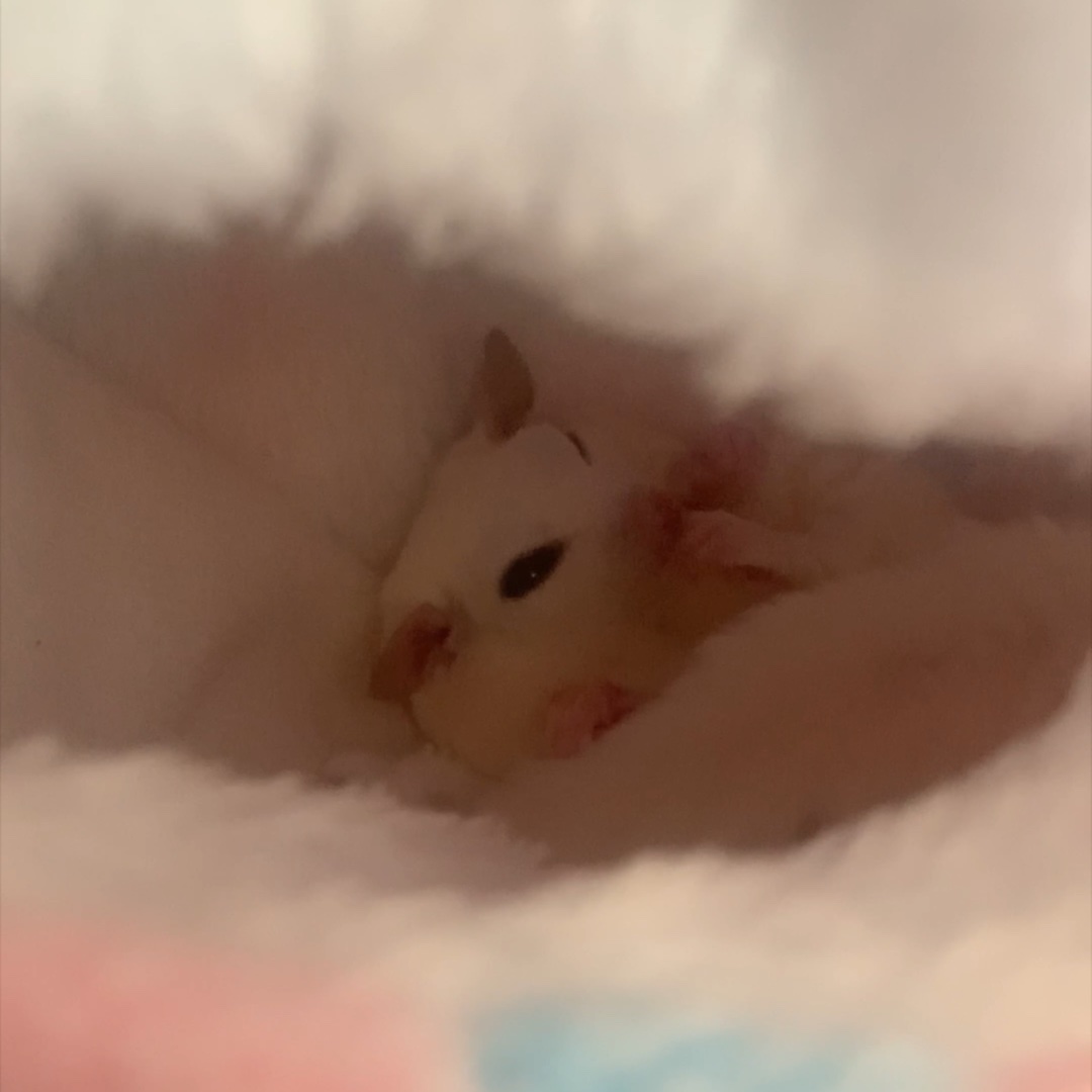 フクロモモンガ飼育している方ってどのぐらいいらっしゃいますか|ｮ˙³˙𐦯