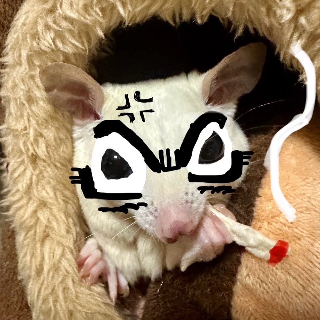 フクロモモンガ飼育している方ってどのぐらいいらっしゃいますか|ｮ˙³˙𐦯