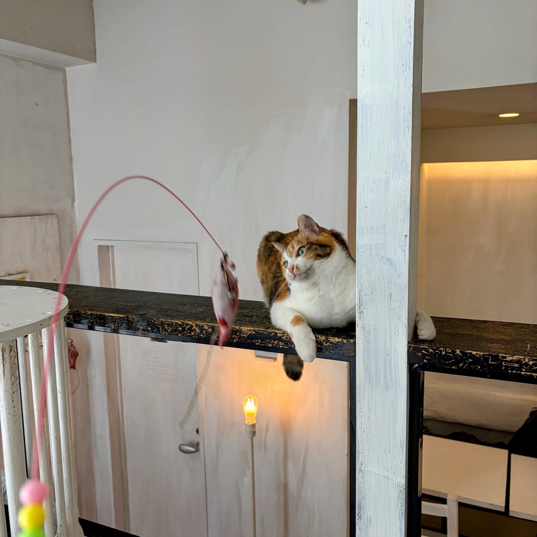 あなたの推し動物は？🐾