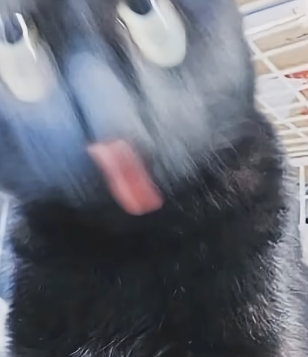 写真でボケて
