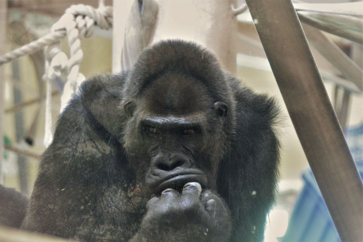 写真で一言🦍