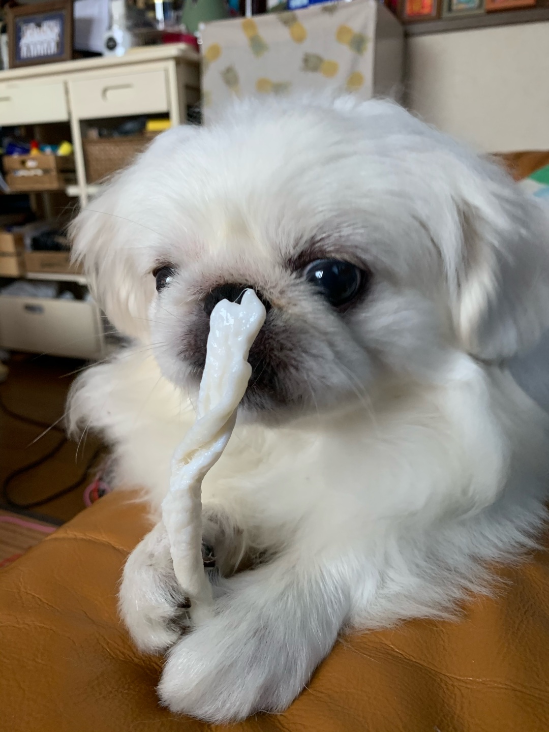 獣医さんっている？