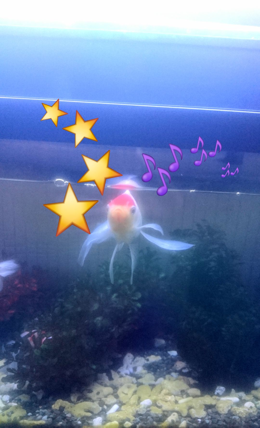金魚が…喋った！その一言とは‼️