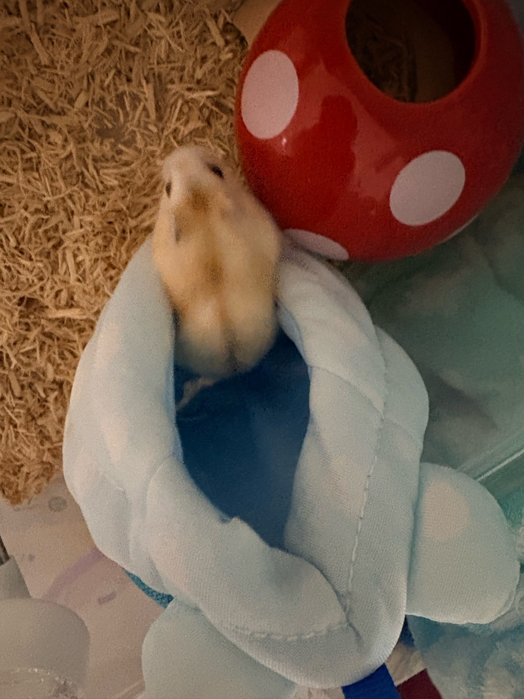 暑さ対策教えて下さい‪🐹