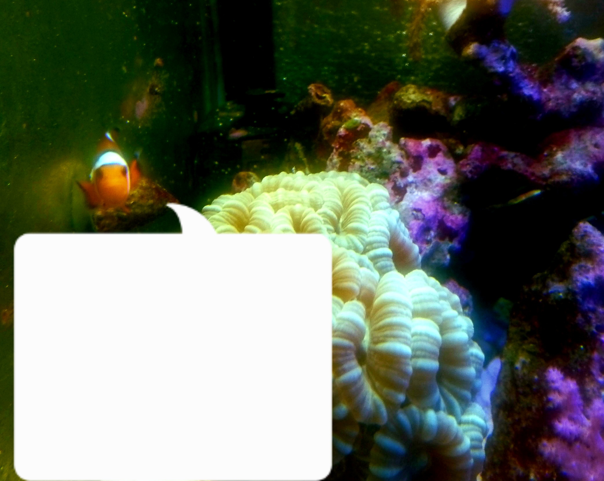 【ボケかましてください】