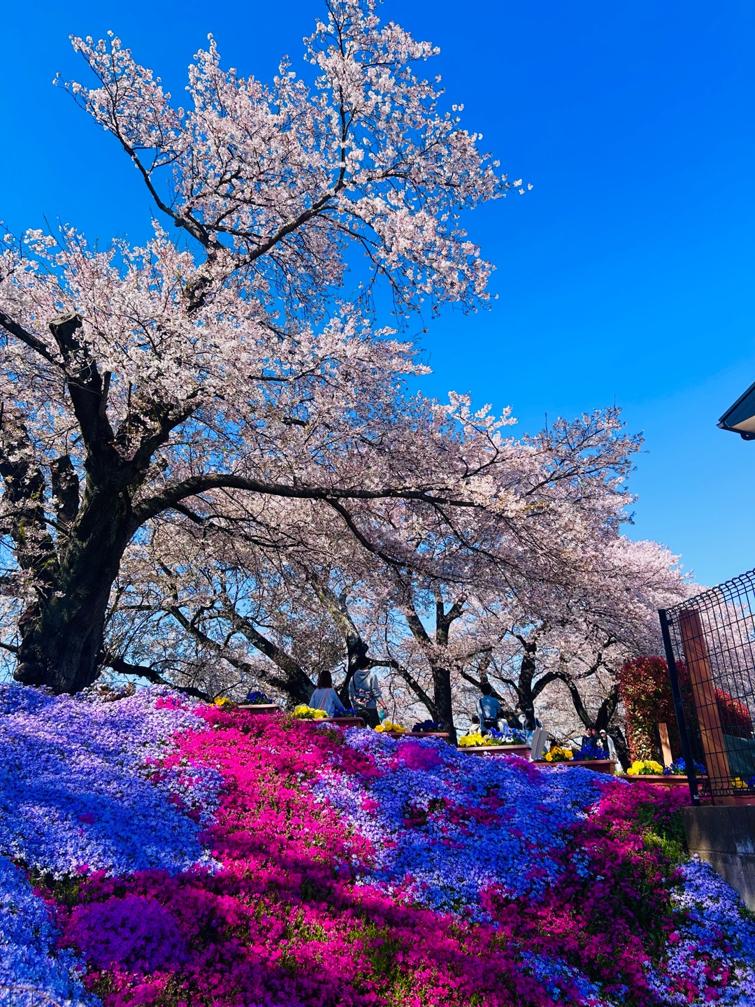 素敵な花や植物の絵や写真を見せて下さい