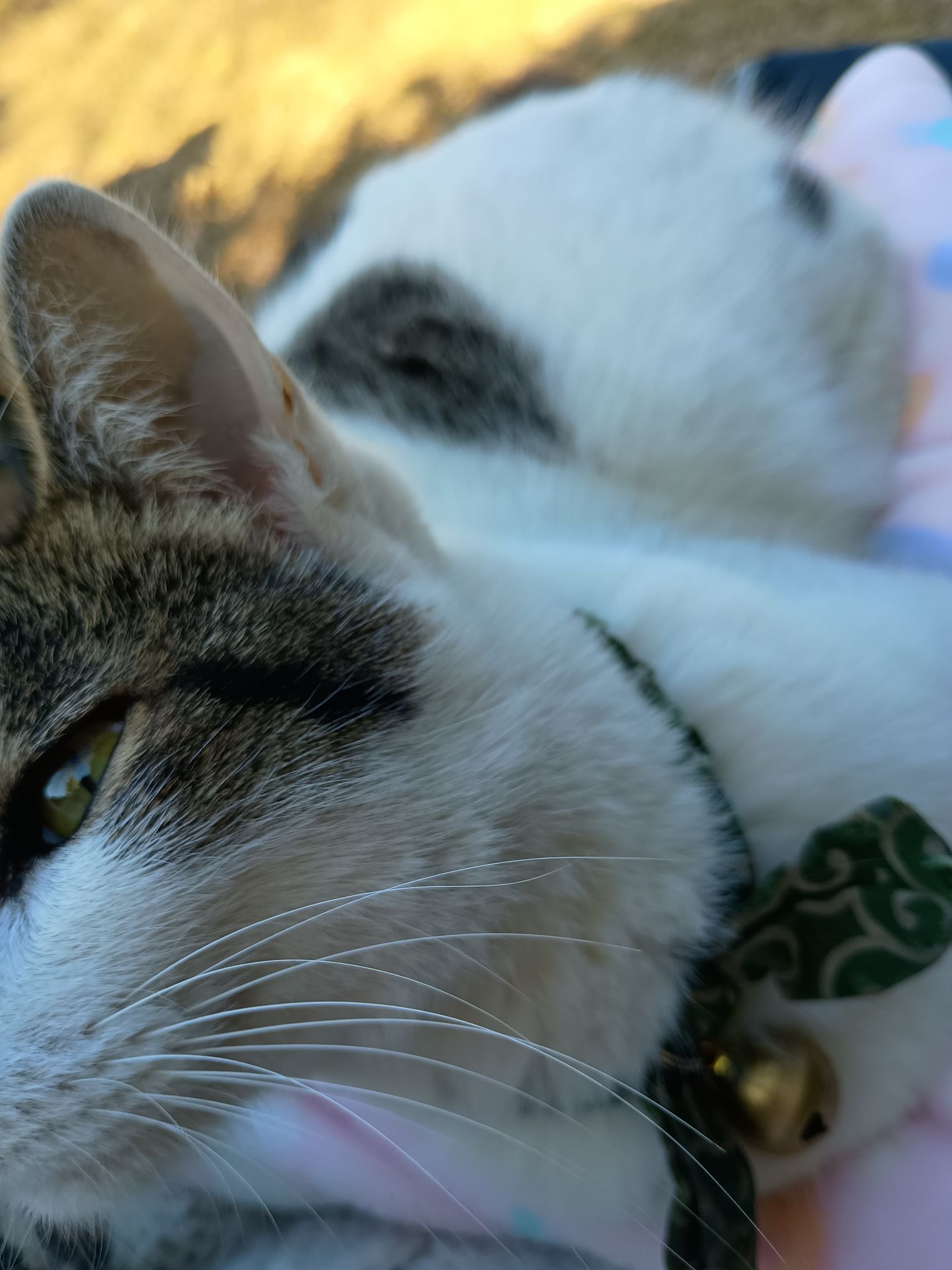 猫好きさんへ質問