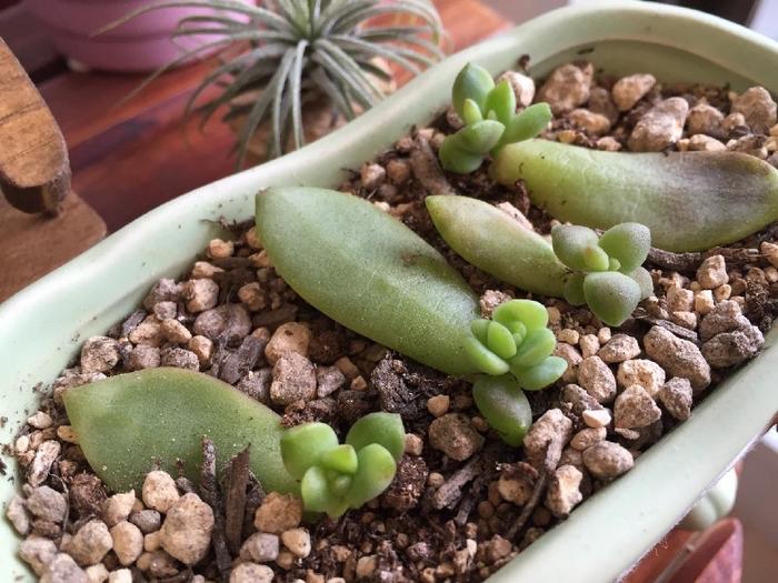 多肉植物の葉刺しについて