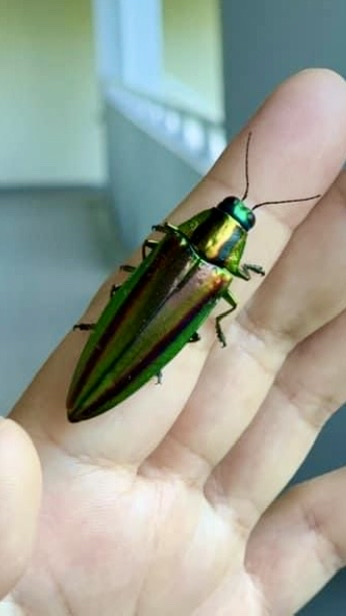 生物（せいぶつ・いきもの）の思い出語り