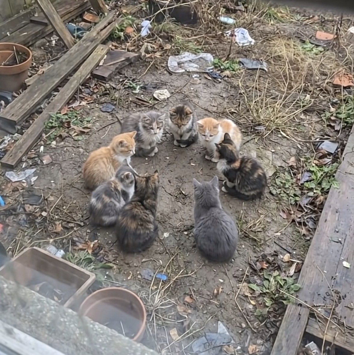 猫達は何を相談しているのでしょう♪