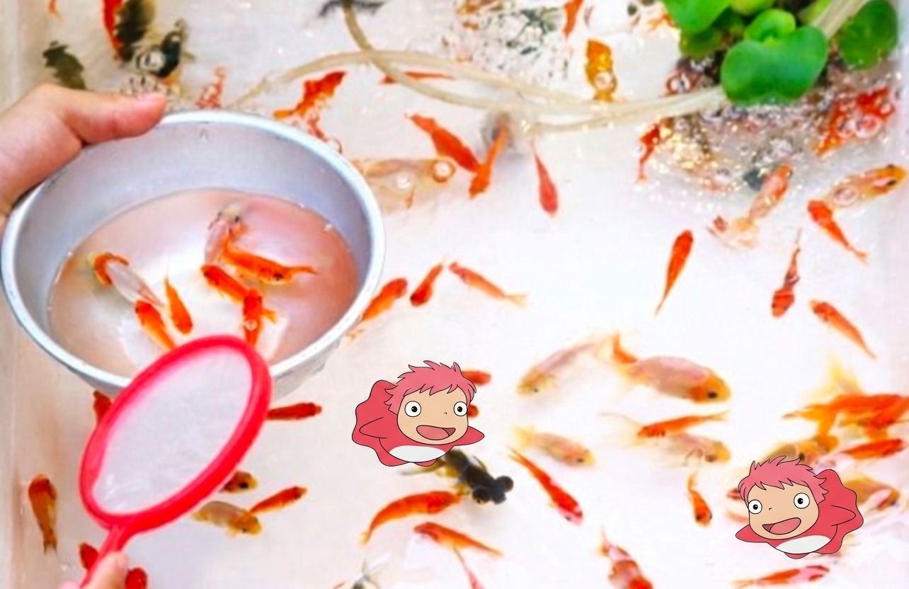 縁日の金魚すくいで、めずらしい金魚が一匹泳いでいた、どんな金魚？