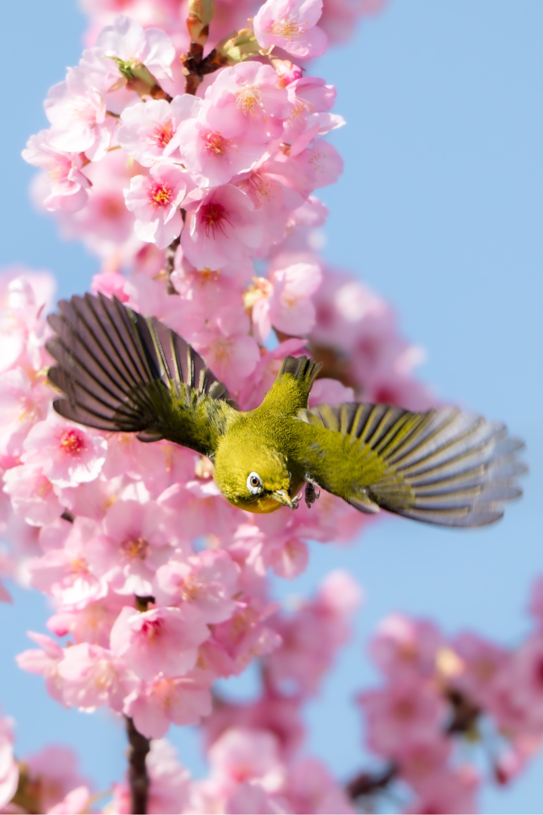 春の会心の一撃、見せてください🌸